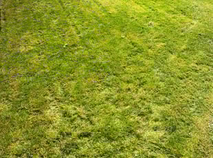 Ramon O.'s Lawn Mowing Service service result