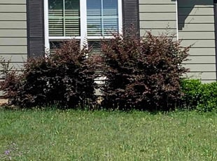Bush Trimming by Chris Kearse for Nathan R. in Phenix City, AL