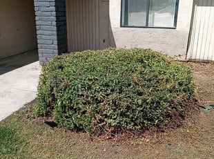 Bush Trimming by Luis Rodriguez for Dominica S. in Bakersfield, CA