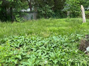 Bush Trimming by Caree Keith for Elsa R. in Indian Head, MD