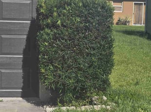 Bush Trimming by Jon Mccormick for Simeon S. in Sanford, FL