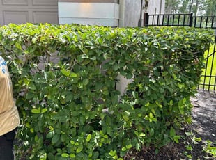 Bush Trimming by Charles Howard for Michael B. in Tampa, FL