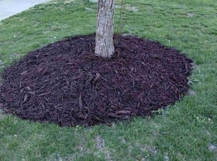 Mulching by Eric Lewis for Jennifer S. in Indian Land, SC