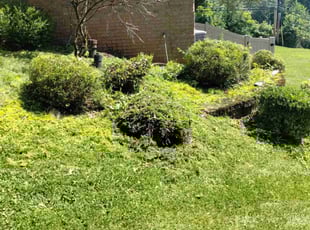 Bush Trimming by Marshall Kegley for Bridgette E. in Monroeville, PA