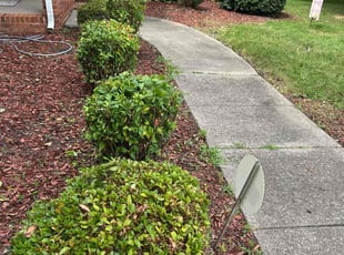 Bush Trimming by Manuel Soriano for Pia H. in High Point, NC