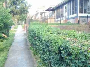 Bush Trimming by Chris Stewart for Carole L. in Washington, DC