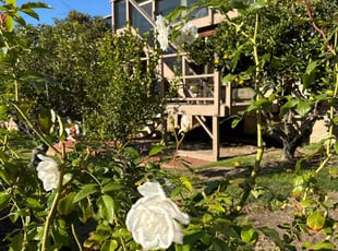 Bush Trimming by Nicholas Poulsen for Samet Z. in San Diego, CA