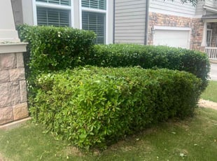 Bush Trimming by Yolanda Torres for Steven W. in Woodstock, GA