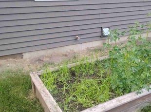 Weeding by Christopher Rhyne for Sean K. in Madison, WI