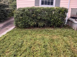 Bush Trimming by Brandon Cain for Genea S. in Winston-Salem, NC