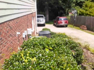 Bush Trimming by Paul Driver for Michael B. in Greensboro, NC