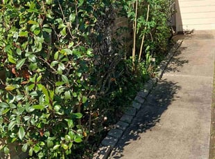 Bush Trimming by Antonio Villasenor for Andrea N. in Houston, TX