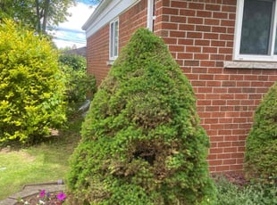 Bush Trimming by Ricardo Binyard Jr for Megan D. in Warren, MI