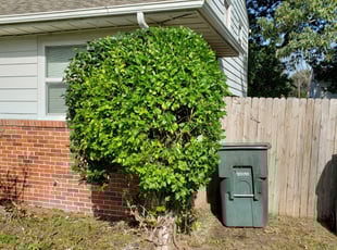 Bush Trimming by Edward Kauffman for Anthony B. in Norfolk, VA