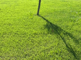 Weeding by Chris Beale for Michelle P. in Virginia Beach, VA