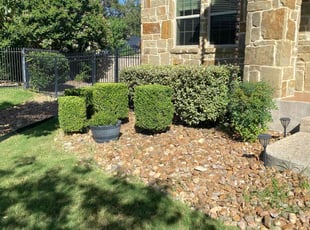 Bush Trimming by Bradley Matthiesen for Toby B. in Fair Oaks Ranch, TX