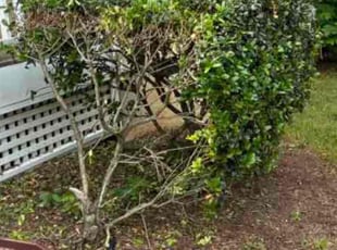Bush Trimming by Ryan Gerber for Angel D. in Holly Springs, NC