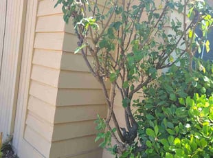 Bush Trimming by Juan Rodriguez for Brittany L. in Rocklin, CA