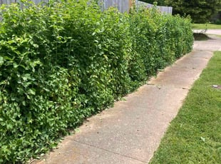 Bush Trimming by Joel Laumas for Cheyenne G. in Lexington, KY