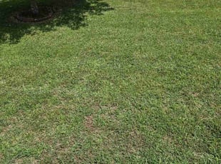 Patty J.'s Lawn Mowing service result