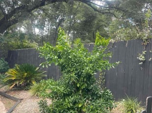 Weeding by Ronald Wade for Lucas M. in Tallahassee, FL