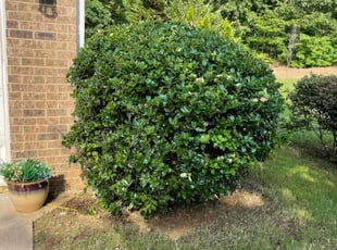 Bush Trimming by Latonya Talley for Wyman M. in Douglasville, GA