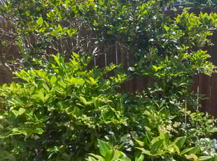 Leaf Removal by Jonathan Jones for Elizabeth S. in Metairie, LA