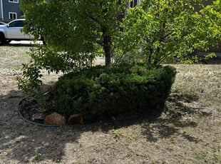 Bush Trimming by Andrew Fischer for Dandre W. in Colorado Springs, CO