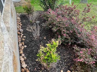 Weeding by Giancarlo Carrasco for Delvon B. in San Antonio, TX