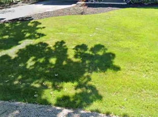 Terry S.'s Grass Cutting service result