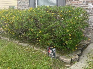 Bush Trimming by Paul Tollefson for Shane R. in Tallahassee, FL