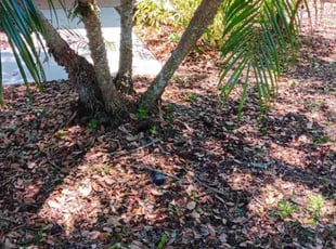 Weeding by Andrew Bacon for Jodi B. in Land O' Lakes, FL