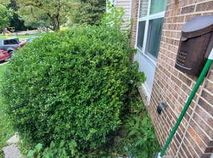 Bush Trimming by Anthony galeas for Arnikka R. in Gaithersburg, MD