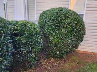 Bush Trimming by Matthew Beecham for Mariah H. in Douglasville, GA