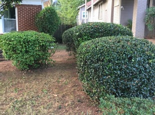 Bush Trimming by Rickey McCoy for Joy C. in Atlanta, GA