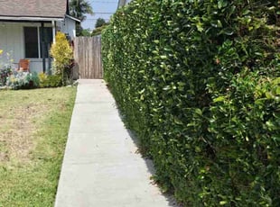 Bush Trimming by Hector Patricio for Suzy C. in Monrovia, CA