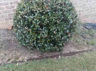 Bush Trimming by Enrique Juarez for Jacob D. in Marietta, GA