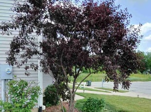 Bush Trimming by Linda Paege for Alain J. in South Bend, IN