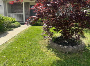 Christopher N.'s Lawn Maintenance service result