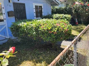 Bush Trimming by Conway Samuels for Frances K. in Seattle, WA
