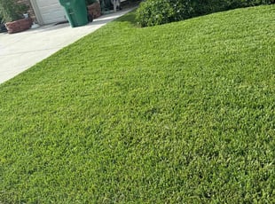 Brenda P.'s Yard Cutting service result