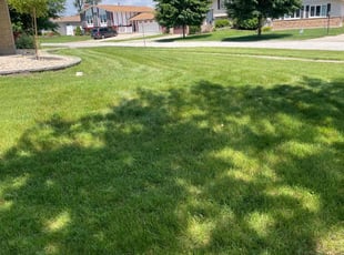 Alberto R.'s Lawn Service service result