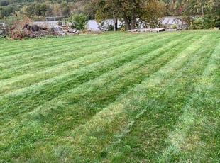 Kyong D.'s Grass Cutting service result