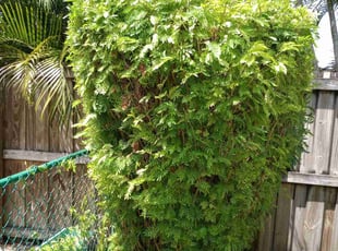 Bush Trimming by Cameron Mooklal for Amelia C. in Cooper City, FL