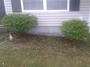 Bush Trimming by Jeremy Gramlin for Katerina P. in Lexington, KY