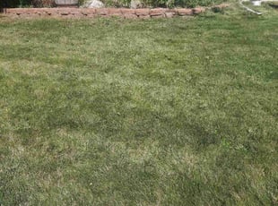Weeding by Ashley McKay for Julie R. in Golden, CO