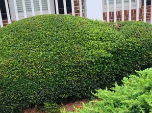 Bush Trimming by Denise Santana for James R. in Acworth, GA