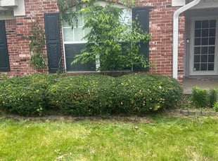 Bush Trimming by Alberto Rabadan Jimenez for Kristine G. in Brownsburg, IN