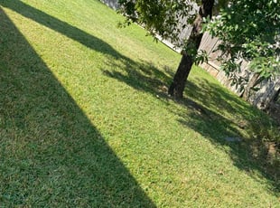Tarra J.'s Lawn Mowing service result