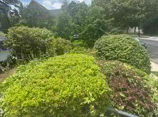 Bush Trimming by Jonatan Santos for Natasha C. in Washington, DC